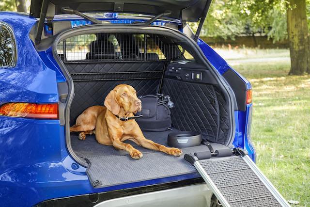 Jaguar has the perfect present for your pet this Christmas